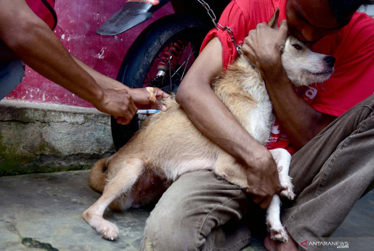 5 Kasus Rabies di Riau, Ada 1 yang Meninggal Dunia - GenPI.co RIAU