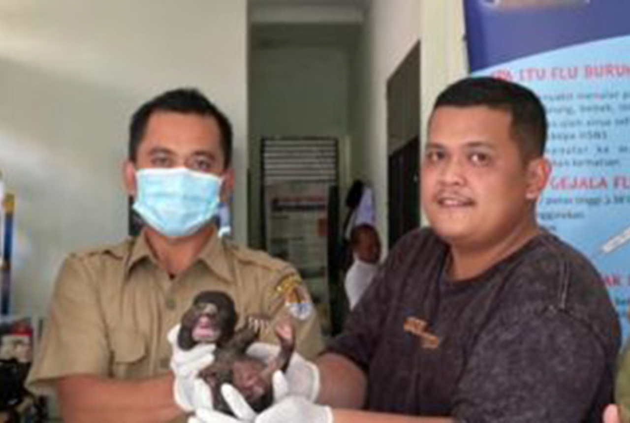 Warga Indragiri Hulu Serahkan Bayi Beruang Madu ke BKSDA Riau - GenPI.co RIAU
