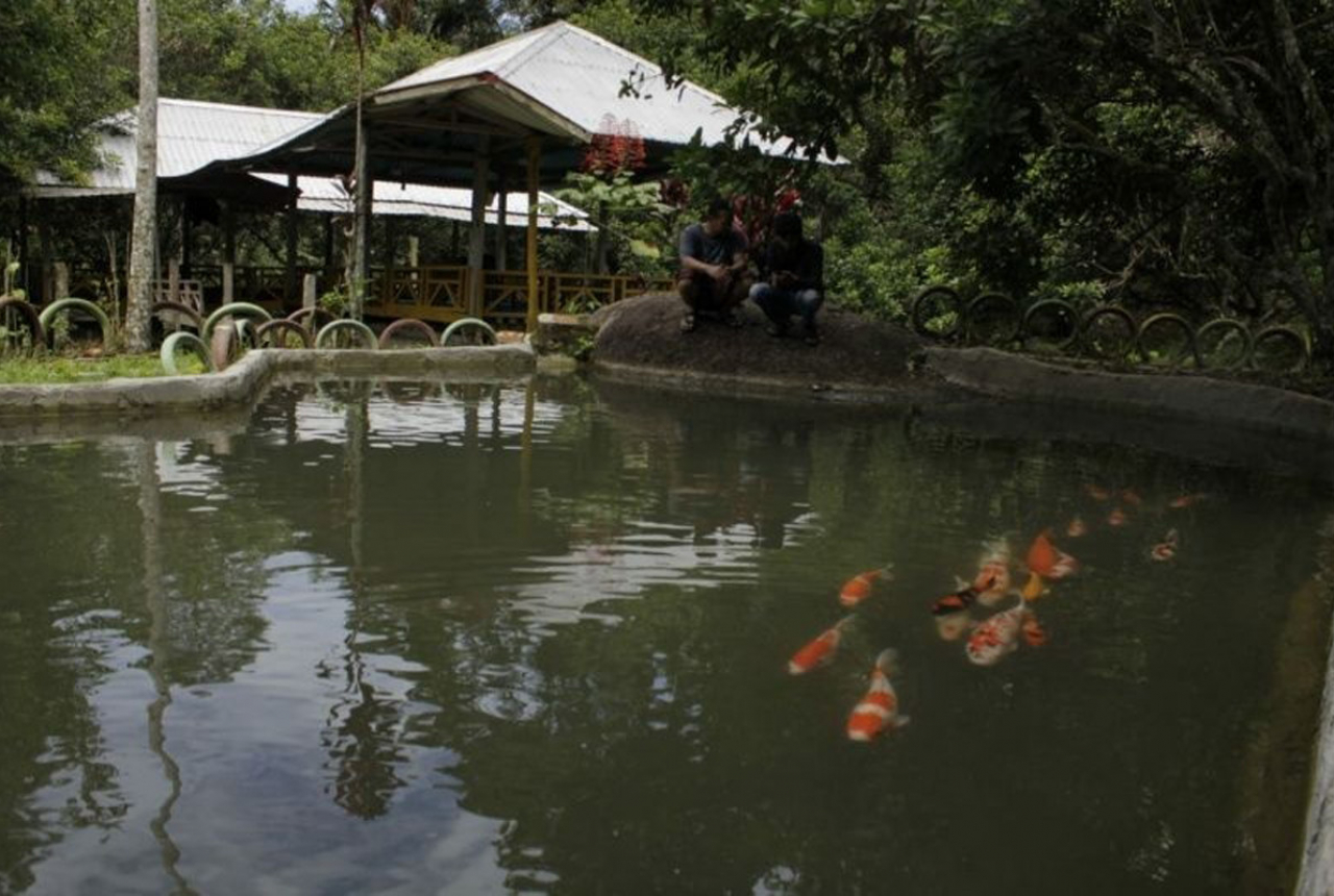 Wisata Alam Rawa Bangun Eksotis, Bisa Lihat Ikan Koi Cantik - GenPI.co SULSEL