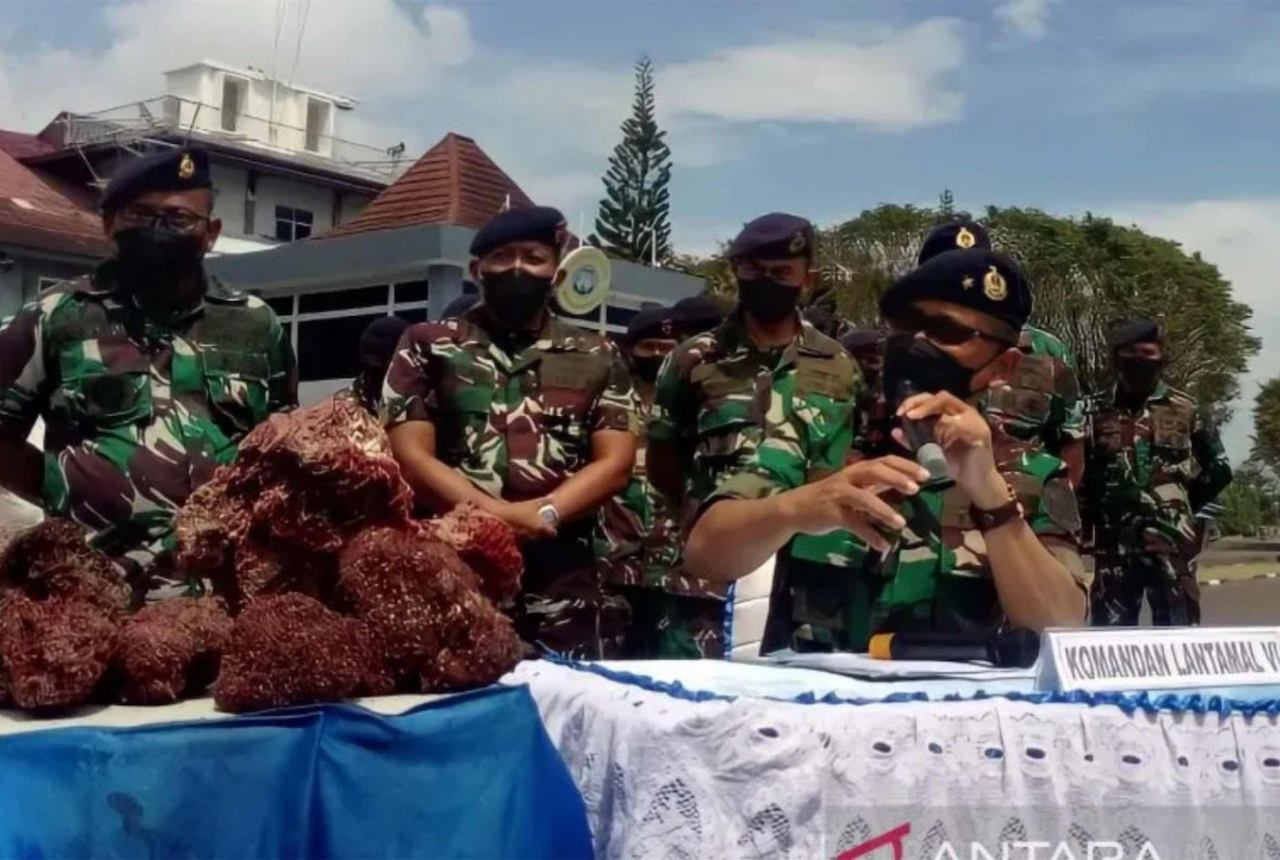 TNI AL Makassar Gagalkan Penyelundupan Terumbu Karang Merah, Top - GenPI.co SULSEL
