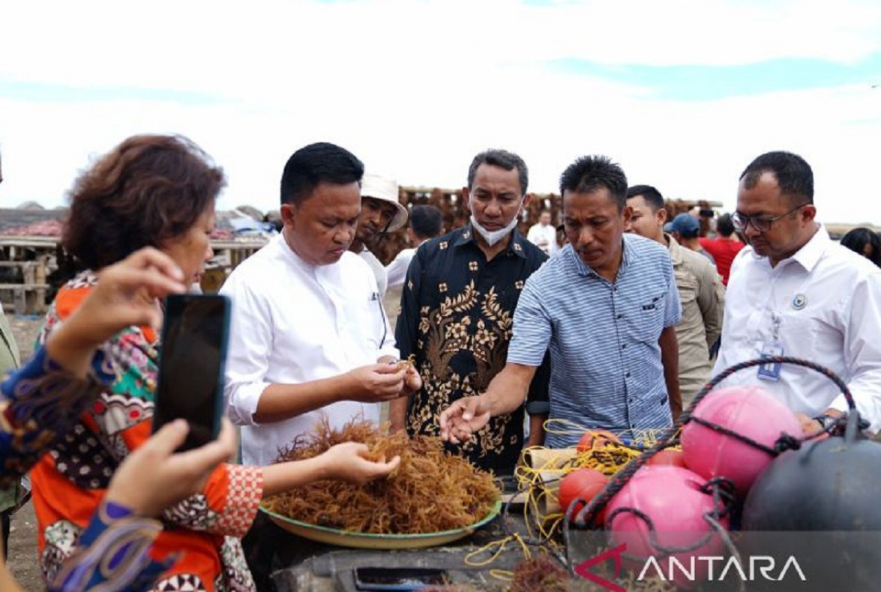 Bantaeng Jadi Penghasil Bibit Rumput Laut di Sulawesi Selatan - GenPI.co SULSEL