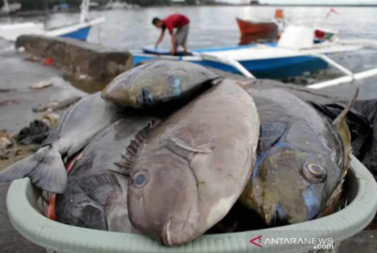 Nelayan di Makassar Ogah Melaut, Harga Ikan Naik, Ekspor Terganggu - GenPI.co SULSEL