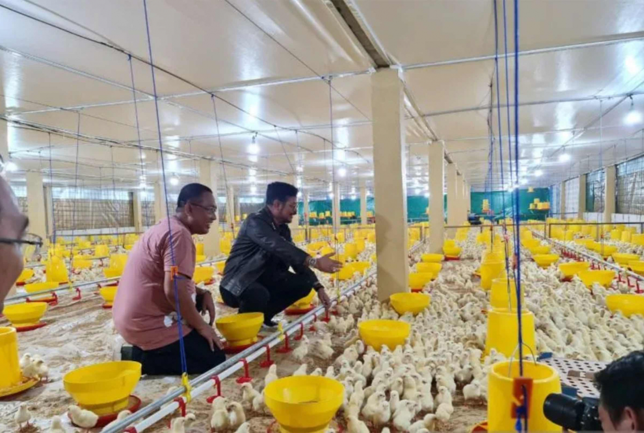 Gowa Jadi Kabupaten Pengembangan Peternakan Ayam Broiler, Mantap - GenPI.co SULSEL