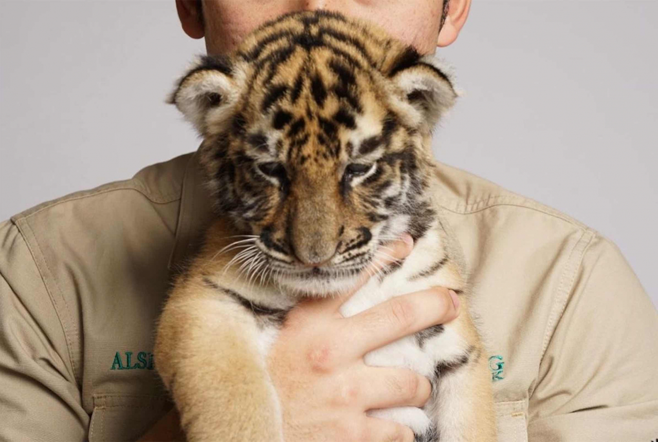 Tak Becus Merawat Harimau, Alshad Ahmad Bikin Netizen Marah - GenPI.co SULSEL