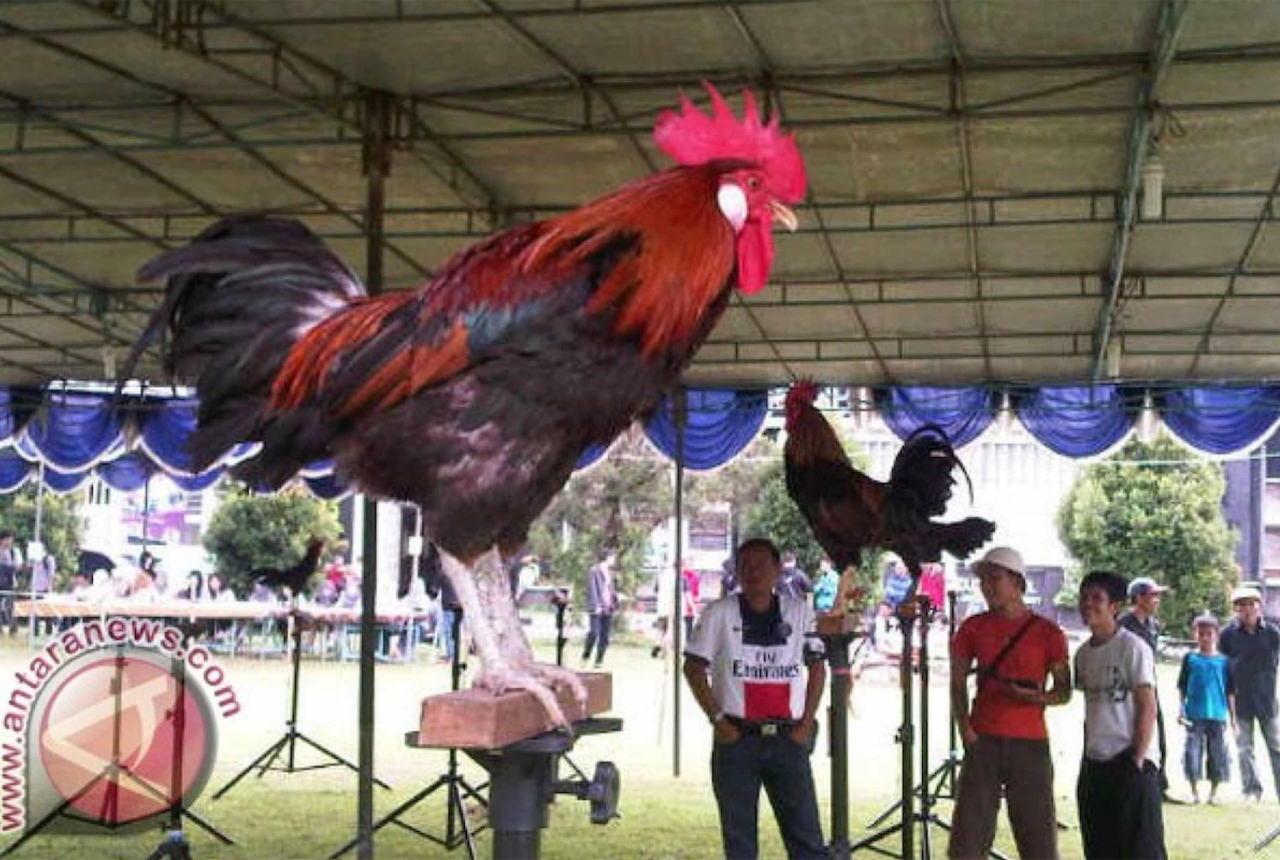 Kontes Ayam Ketawa Piala Gubernur Sulsel, Ada Kategori Suara Horor, Hadiah Ratusan Juta - GenPI.co SULSEL