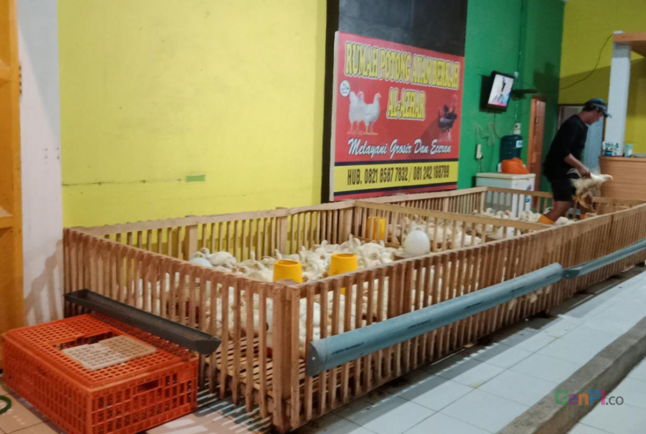 Harga Ayam Ukuran Kecil Rp 70 Ribu, Pedagang Cari Untung Sedikit - GenPI.co SULSEL