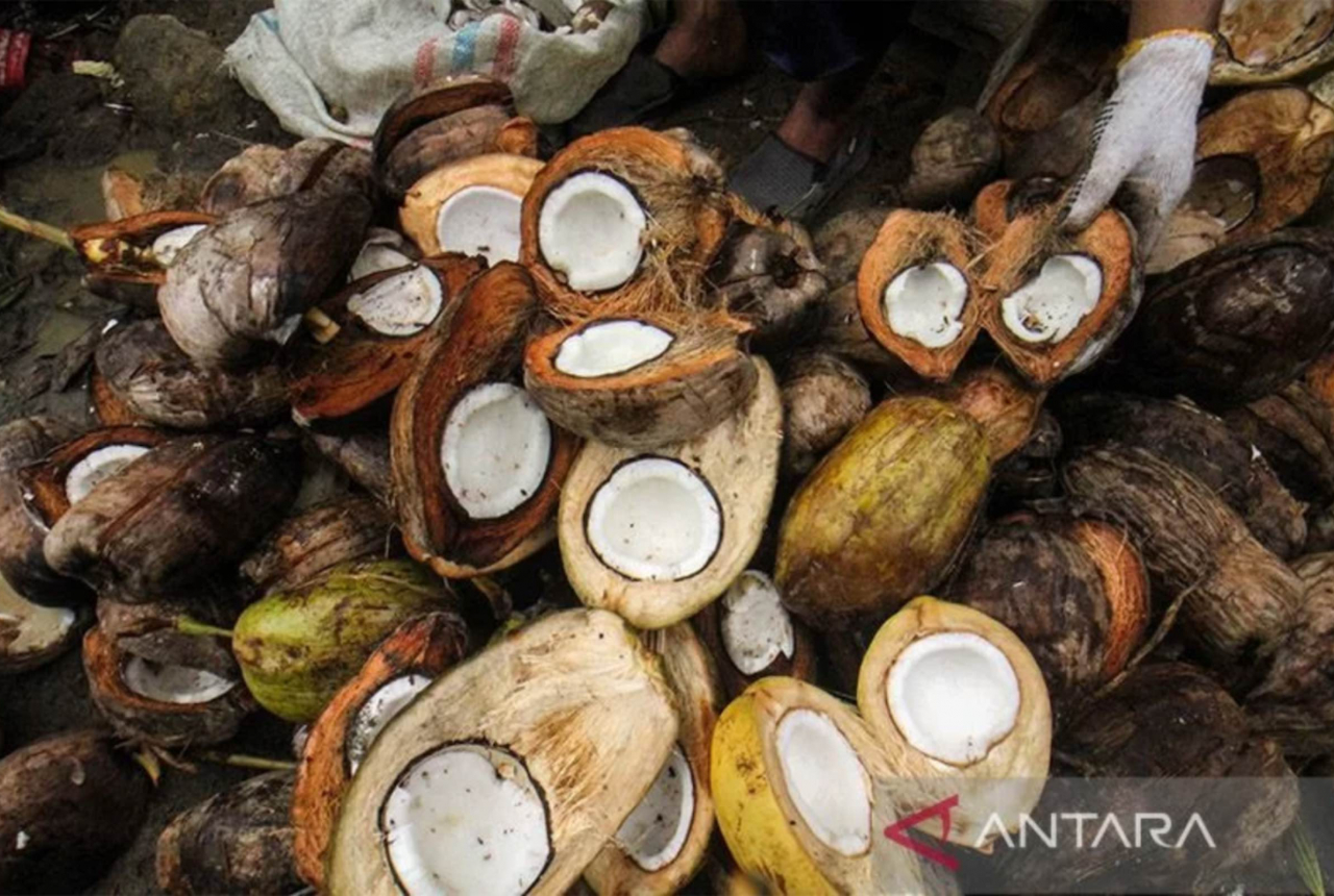 Prihatin, Gubernur Sultra Minta Warga Bikin Minyak Goreng Kelapa - GenPI.co SULTRA