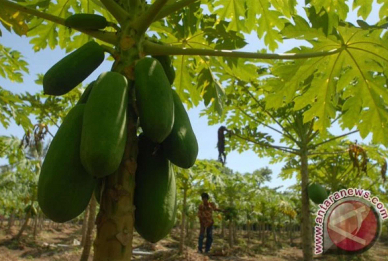 Daun Pepaya Jepang, Jaga Kepadatan Tulang dan Bentuk Otot - GenPI.co SULTRA