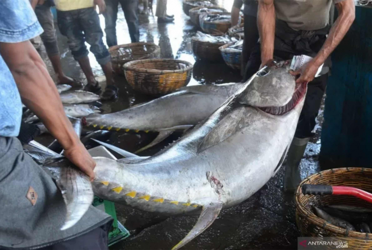 Nelayan Libur Melaut, Harga Ikan di Kendari Naik - GenPI.co SULTRA