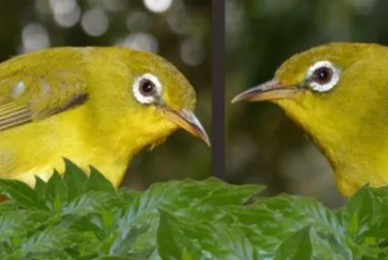 Masyarakat Wakatobi Diminta Lindungi Burung Kacamata Langka - GenPI.co SULTRA