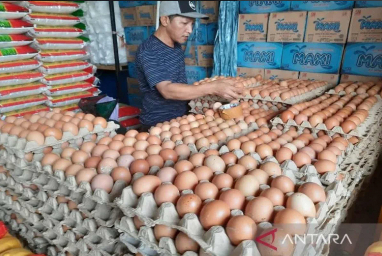 Harga Telur Ayam di Pasar Kendari Naik Banyak, Waduh - GenPI.co SULTRA