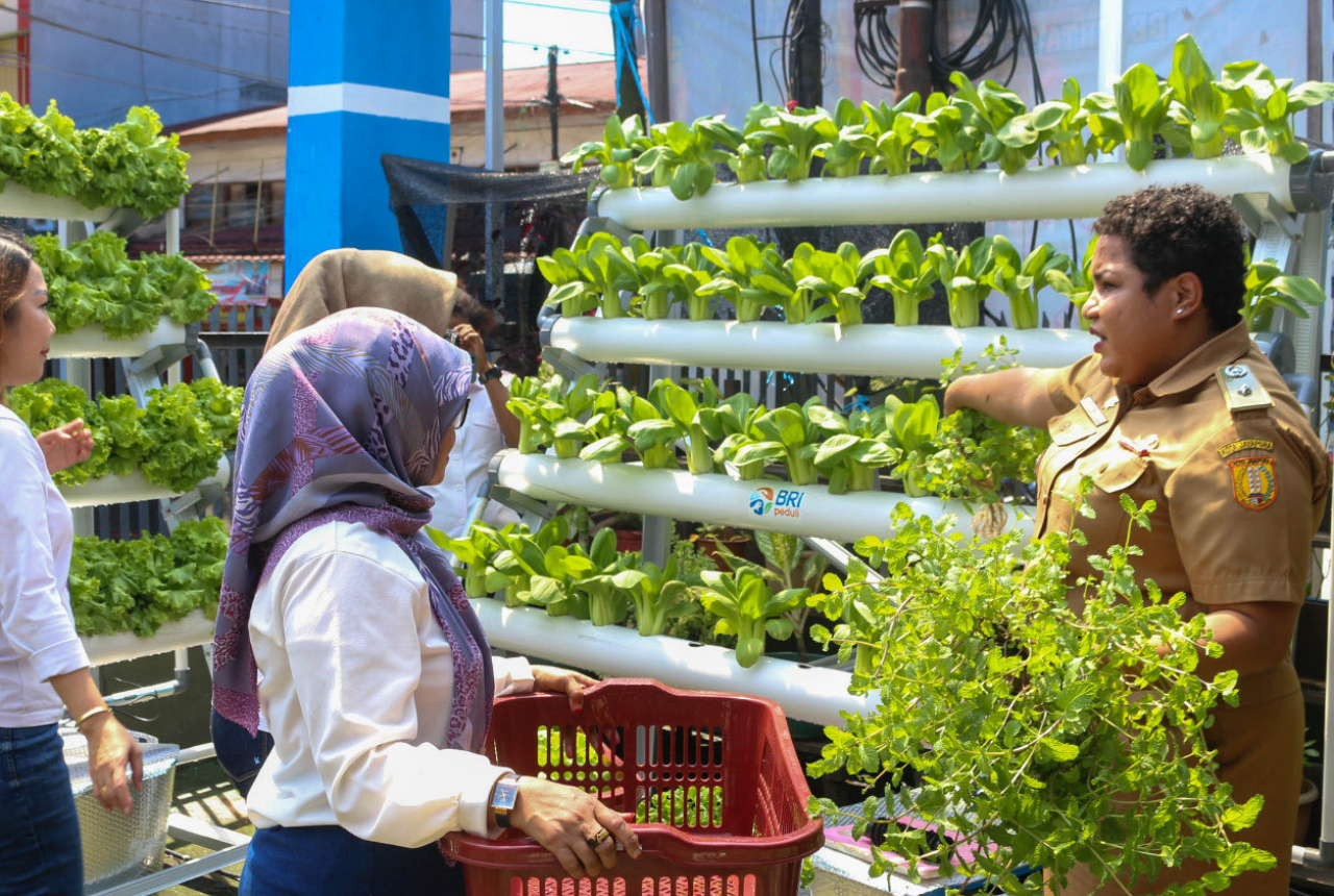 BRInita Wujudkan Lingkungan Asri dengan Tanaman Hidroponik - GenPI.co SULTRA