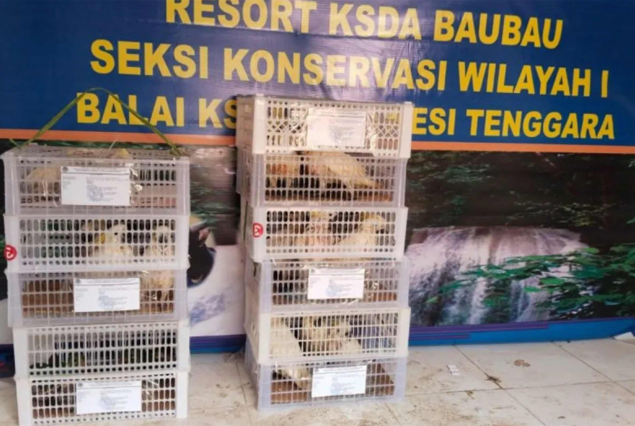 Penyelundupan Puluhan Burung Endemik Maluku Digagalkan BKSDA Sultra - GenPI.co SULTRA
