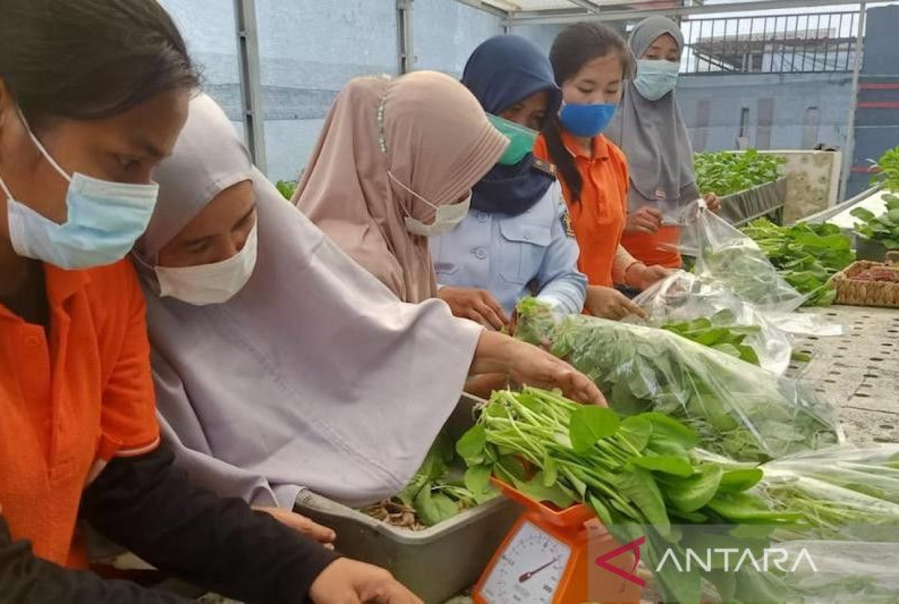 Warga Binaan Lapas Palembang Sukses Usaha Sayuran Hidroponik - GenPI.co SUMSEL