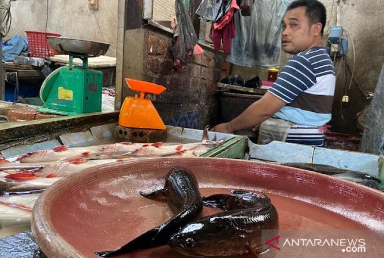 Jelang Lebaran, Harga Ikan Gabus Giling di Palembang Naik Drastis - GenPI.co SUMSEL