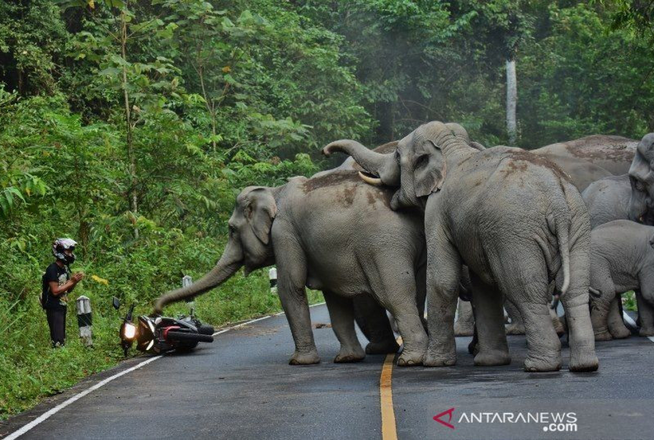 Cegah Konflik, Evakuasi Gajah Liar di OKU Selatan Dipercepat - GenPI.co SUMSEL