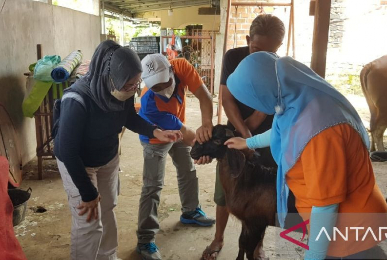 MUI OKU: Daging Hewan Kurban Terpapar PMK Tetap Halal Dimakan - GenPI.co SUMSEL