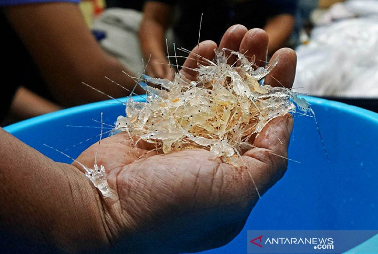 Polisi Gagalkan Penyelundupan 93 Ribu Benih Lobster di Palembang - GenPI.co SUMSEL