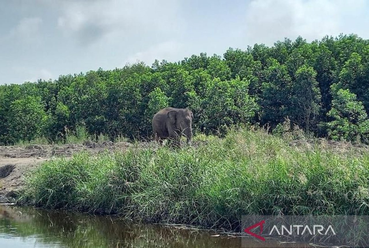 Habitatnya Diusik, Gajah Liar Rusak Tanaman Warga di OKU Selatan - GenPI.co SUMSEL