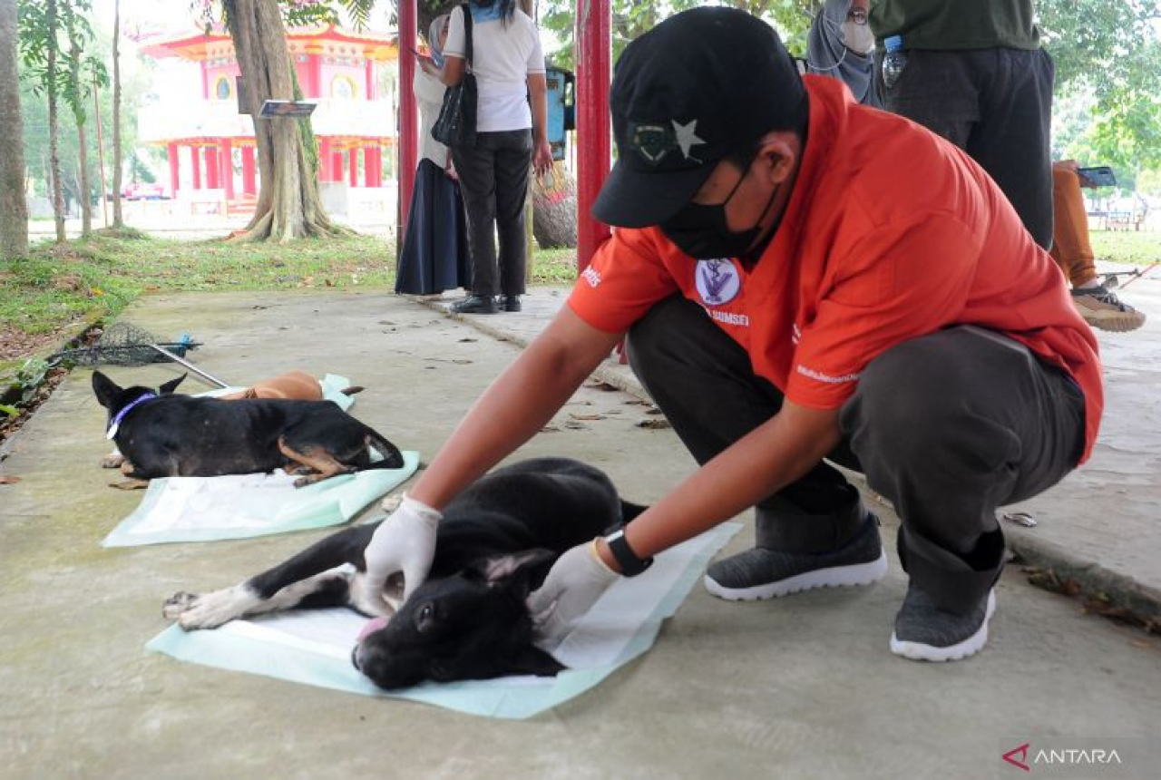 Puluhan Anjing Liar di Pulau Kemaro Palembang Divaksin Rabies - GenPI.co SUMSEL