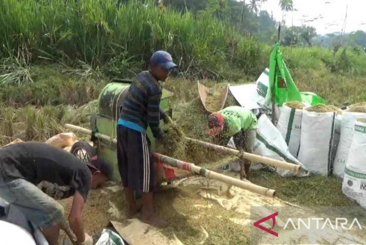 Lahan Petani Diserang Hama Tikus, Distan OKU Turun Tangan - GenPI.co SUMSEL