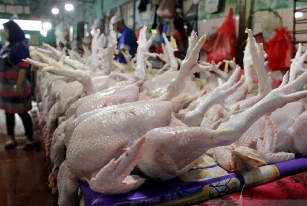 Duh, Harga Daging Ayam Potong di Medan Rp42 Ribu - GenPI.co SUMUT
