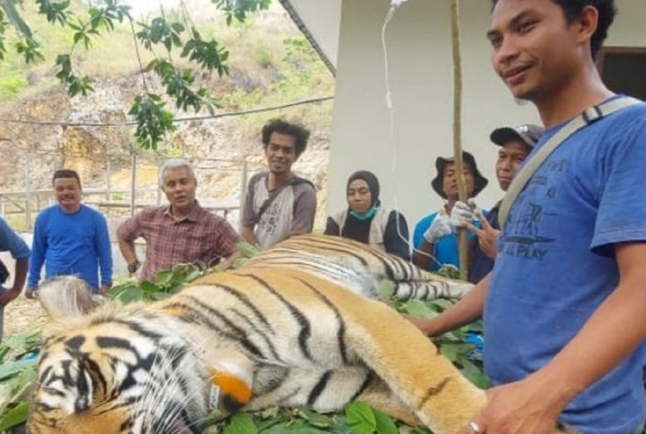 BBKSDA Sumut Lepas 2 Harimau Sumatera ke Jambi - GenPI.co SUMUT
