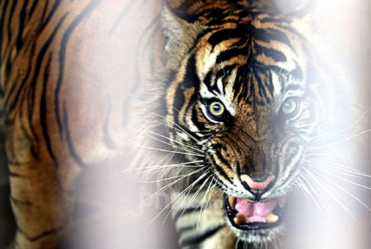 Harimau Sumatera Muncul, Warga di Madina Resah - GenPI.co SUMUT