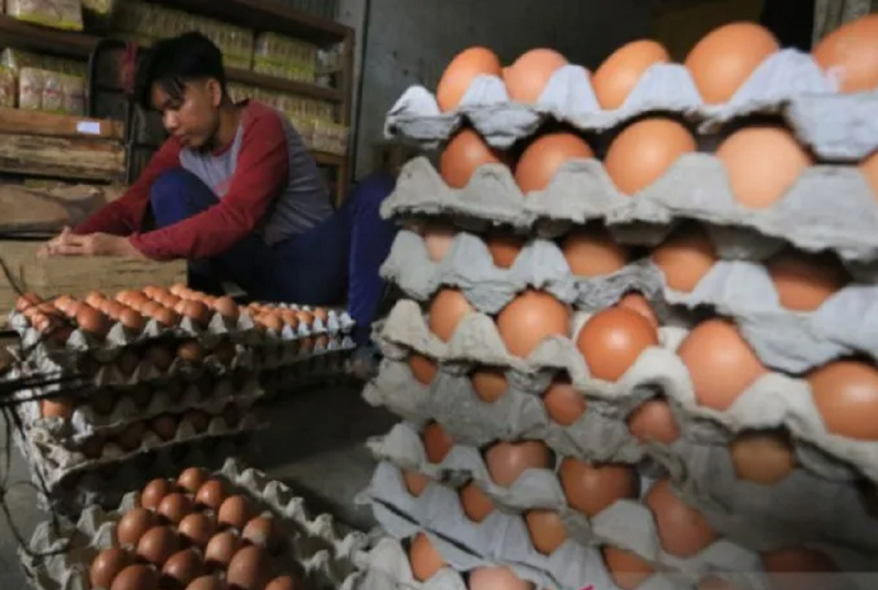 Pak Wali Kota, Harga Telur Ayam Ras di Medan Naik - GenPI.co SUMUT