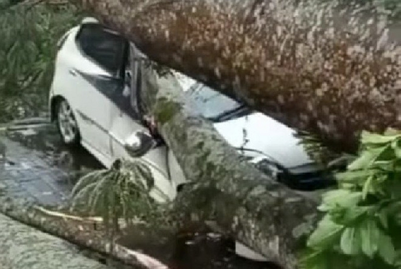 Mobil Ringsek Tertimpa Pohon Tumbang di Medan - GenPI.co SUMUT