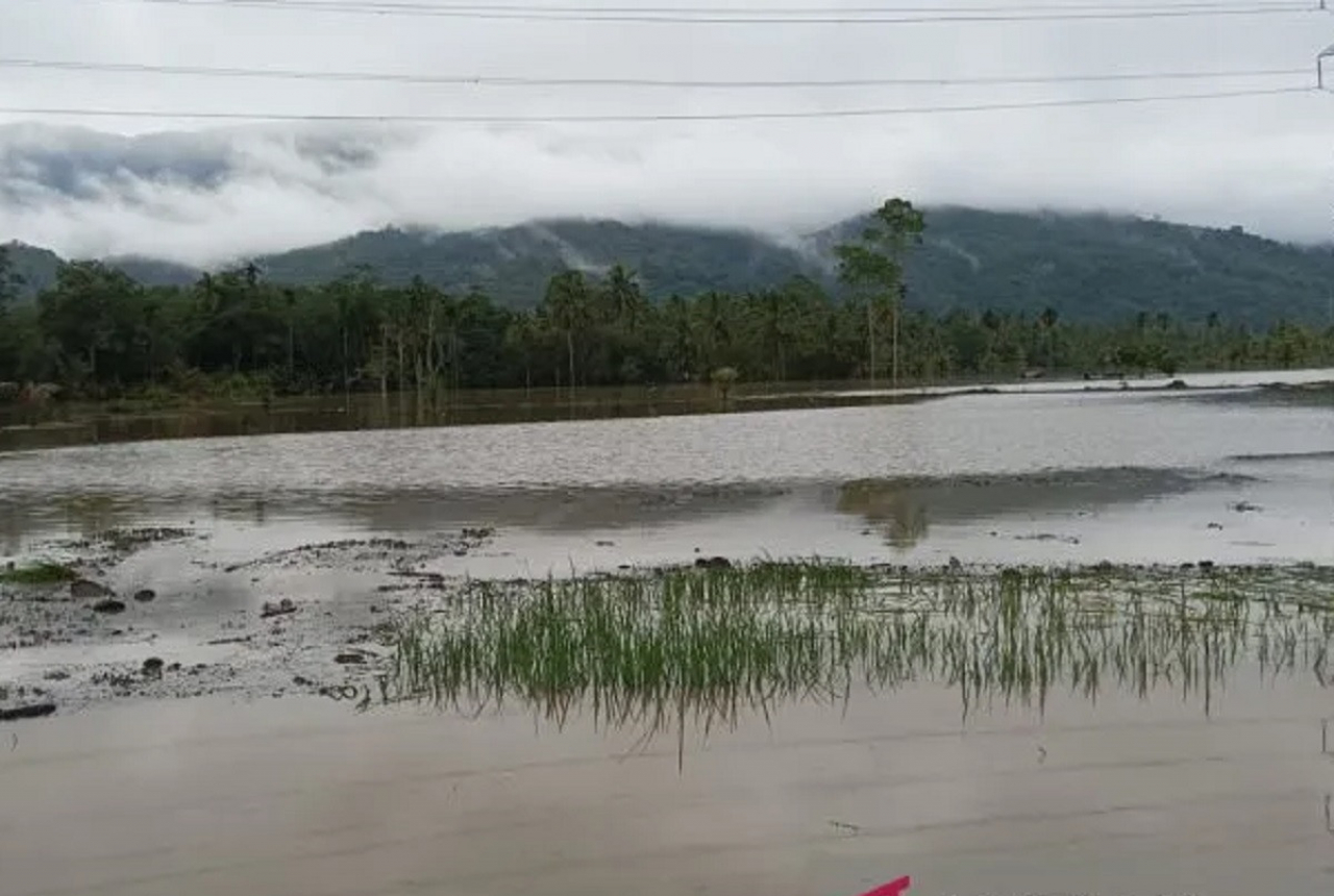Banjir Tapsel, 30 Hektare Sawah Berubah Jadi Danau - GenPI.co SUMUT