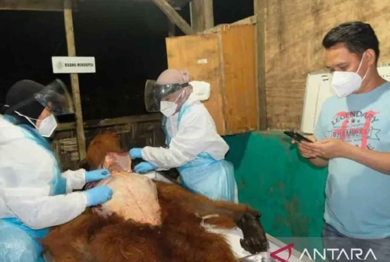 BBKSDA Sumut Investigasi Kasus Orangutan di Karo - GenPI.co SUMUT
