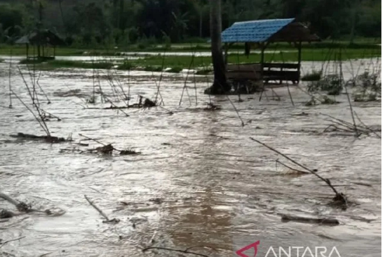 Banjir Tapanuli Selatan Rendam Puluhan Hektare Padi - GenPI.co SUMUT