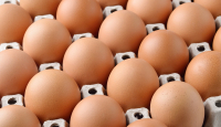 Harga Telur Ayam Mencapai Rp 32 Ribu Per Kilogram, Pedagang Menjerit - GenPI.co