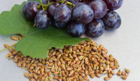 Boleh Dimakan, Biji Anggur Ampuh Tangkal Hipertensi dan Kanker - GenPI.co