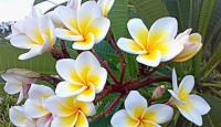 3 Manfaat Luar Biasa Kelopak Bunga Kamboja, Ampuh Obati Stres - GenPI.co