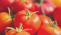 Manfaat Tomat untuk Wajah Ternyata Tak Bisa Disepelekan - GenPI.co