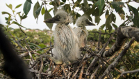 Burung Kuntul Ampuh Cegah Hama, Habitatnya Perlu Dijaga - GenPI.co
