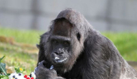 Gorila Tertua di Dunia Rayakan Ulang Tahun, Umurnya Sebegini - GenPI.co