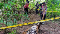Terkena Jeratan Babi, 2 Harimau Sumatra Mati di Aceh Timur - GenPI.co