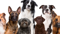 Jawab Gibran, DMFI Kuak Solusi Soal Perdagangan Daging Anjing - GenPI.co