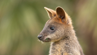 Aduh, Nenek 69 Tahun Diserang Kanguru di Australia - GenPI.co