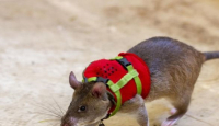 Tikus dengan Tas Ransel Mini, Dilatih Lakukan Tugas Penting - GenPI.co