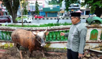 Lihat Sapi Jokowi untuk Kurban di Sorong, Besar Banget - GenPI.co