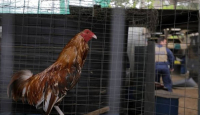 Kajian Gus Baha: Ayam Berkokok Tengah Malam Jika Melihat Malaikat - GenPI.co