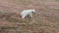 Kisah Beruang Kutub Nahas yang Diselamatkan Kebun Binatang Moscow - GenPI.co