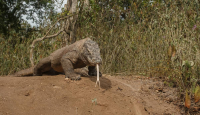 Pemprov NTT Terburu-buru Soal Tarif Baru Taman Nasional Komodo - GenPI.co