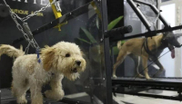 Ada Gym Khusus Buat Anjing Supaya Terlindung dari Panas - GenPI.co