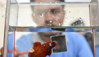 Bisnis Ikan Hias Cupang Nggak Ada Matinya, Hasilnya Ratusan Juta - GenPI.co