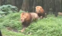Viral Mobil Ditabrak Singa di Taman Safari, Korban Ogah Damai - GenPI.co
